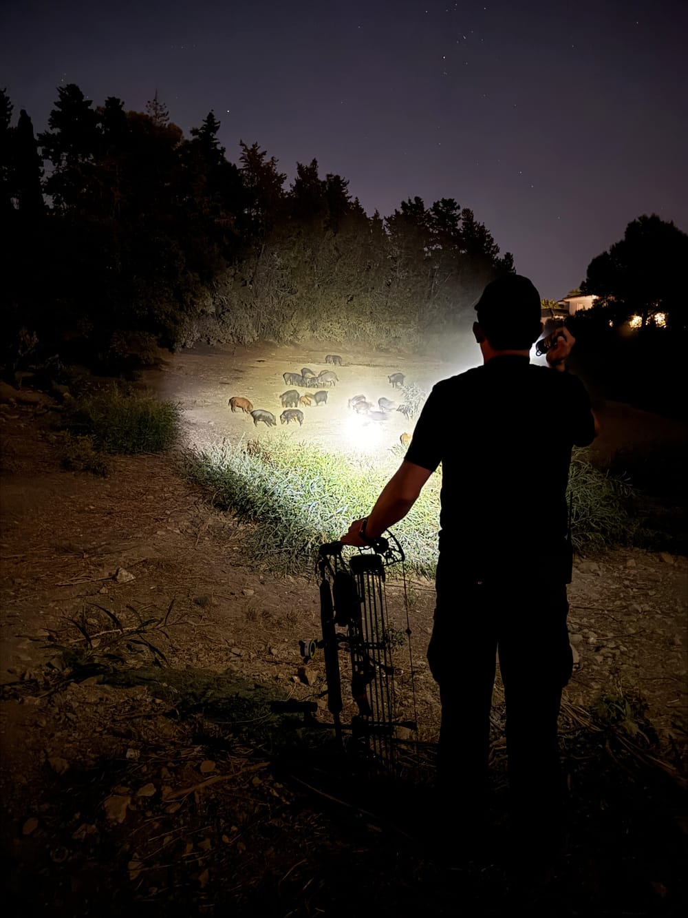 Das Schweineparadies im Villenviertel