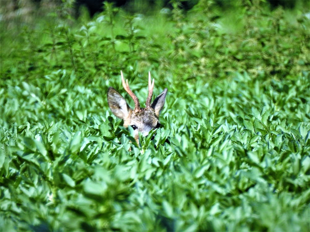 Verräter im Revier Teil 2 - Bewegung, Kontur und Farbe