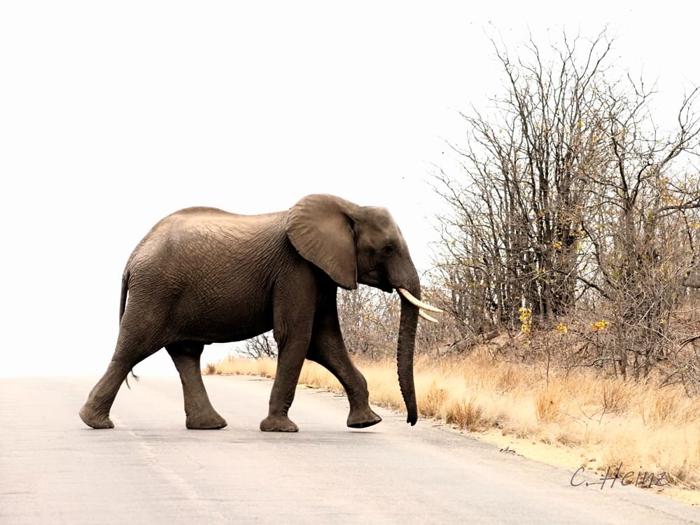 Verräter im Revier Teil 4 - aus Fehlern lernen