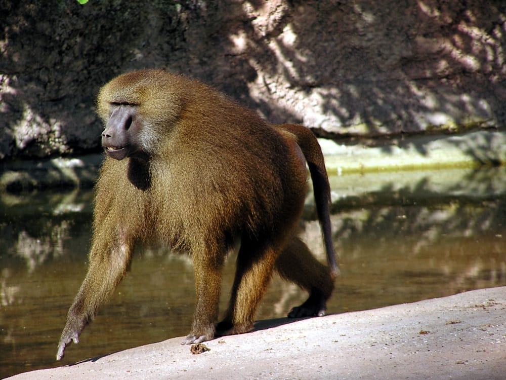 Überpopulation töten und Tiere retten - passt das zusammen?