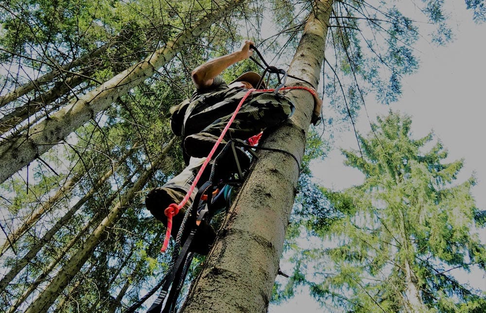 Treesaddle - oder wie ich meinen Hochstand in eine Einkaufstasche packte