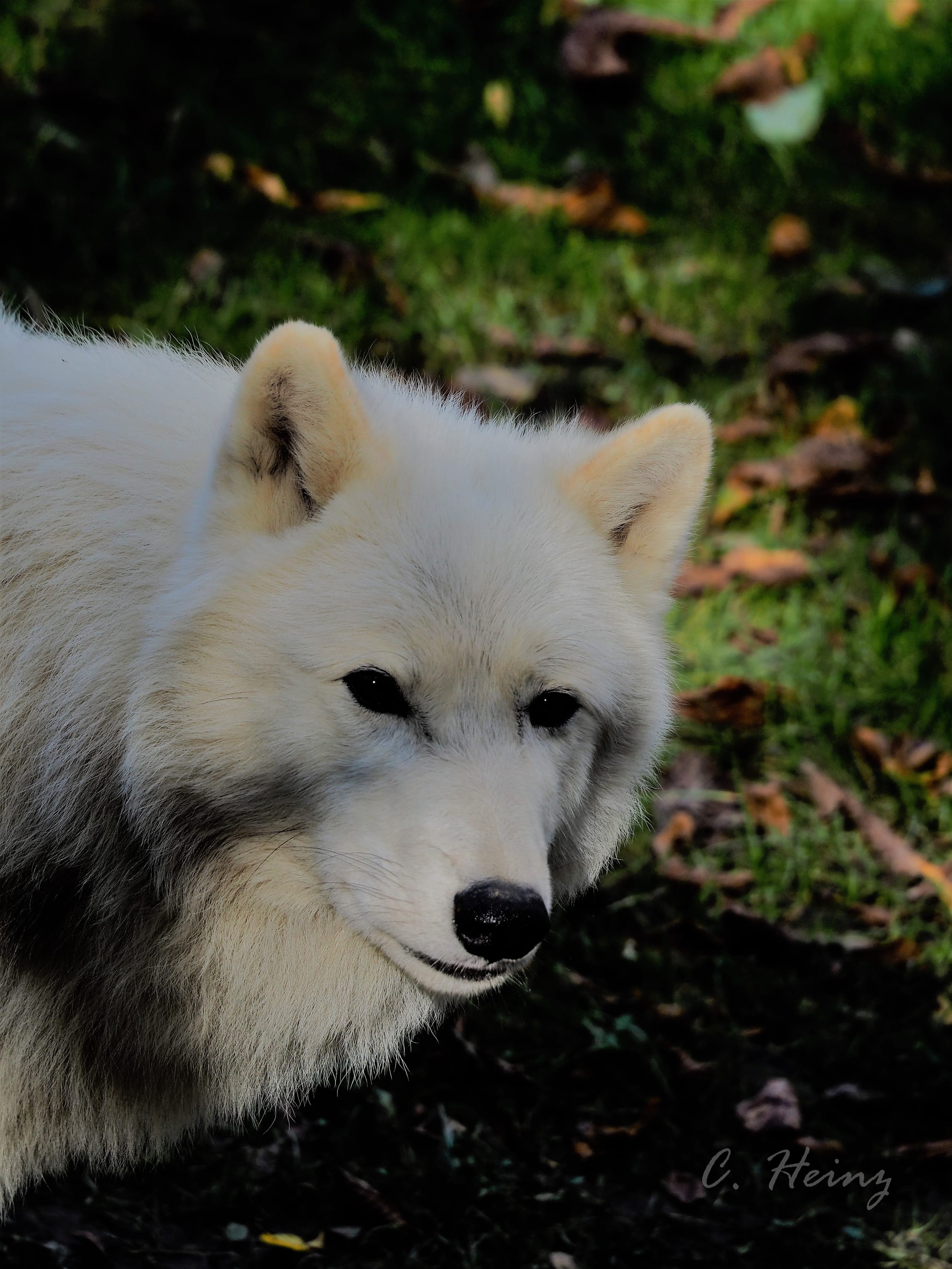 Der Wolf im österreichischen Alpenraum