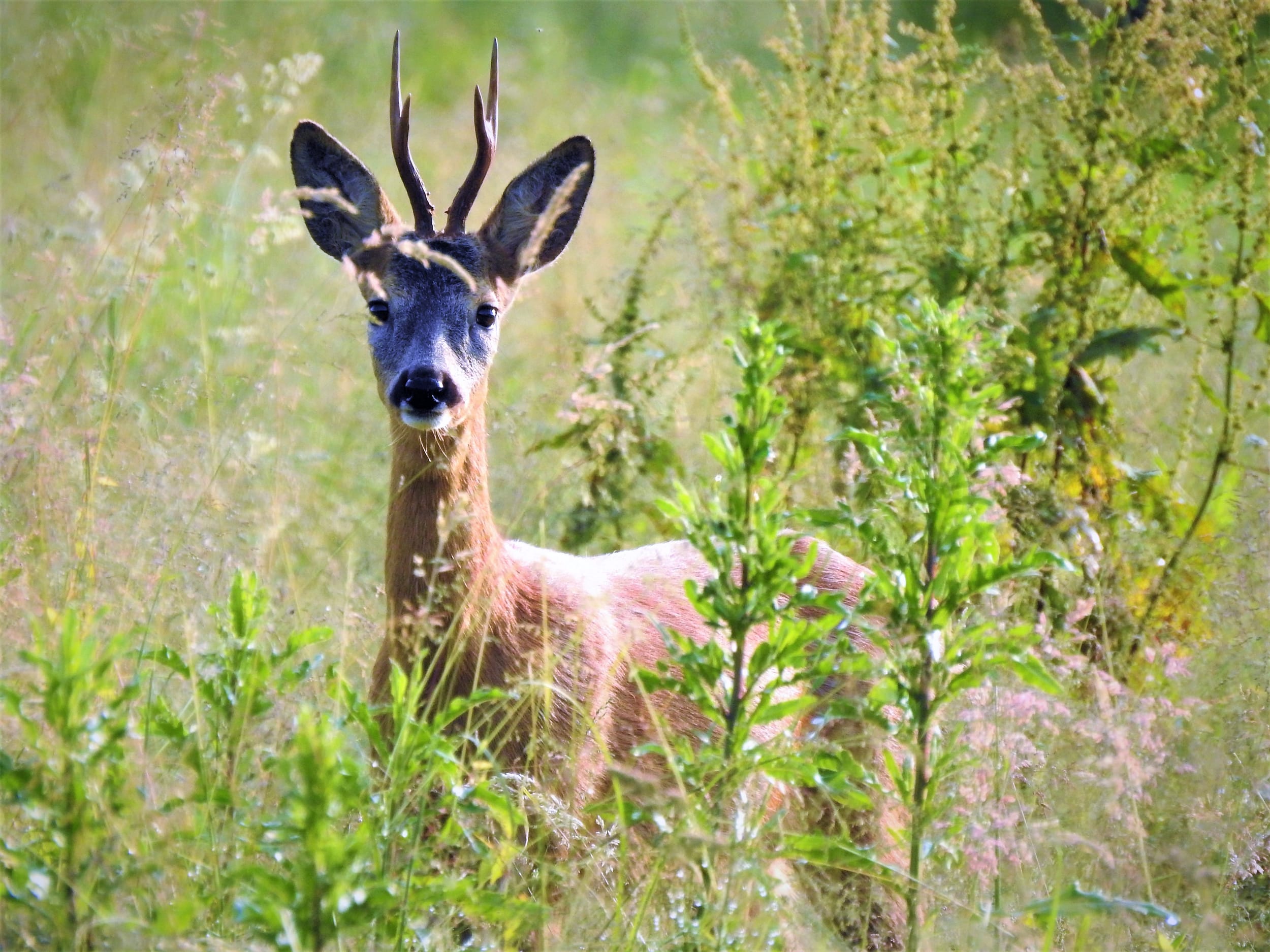 Verräter im Revier Teil 1 - der menschliche Geruch
