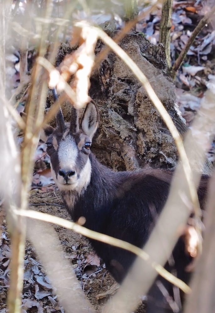 Verräter im Revier Teil 3 - Der Hörsinn