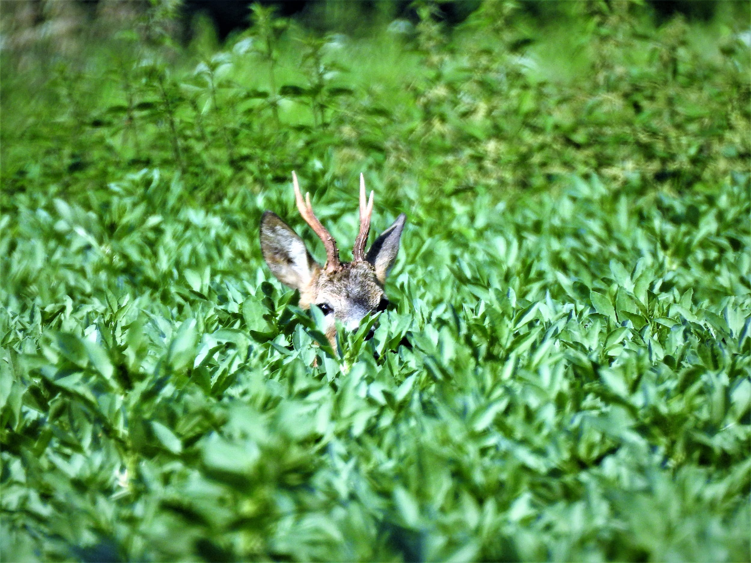 Verräter im Revier Teil 2 - Bewegung, Kontur und Farbe