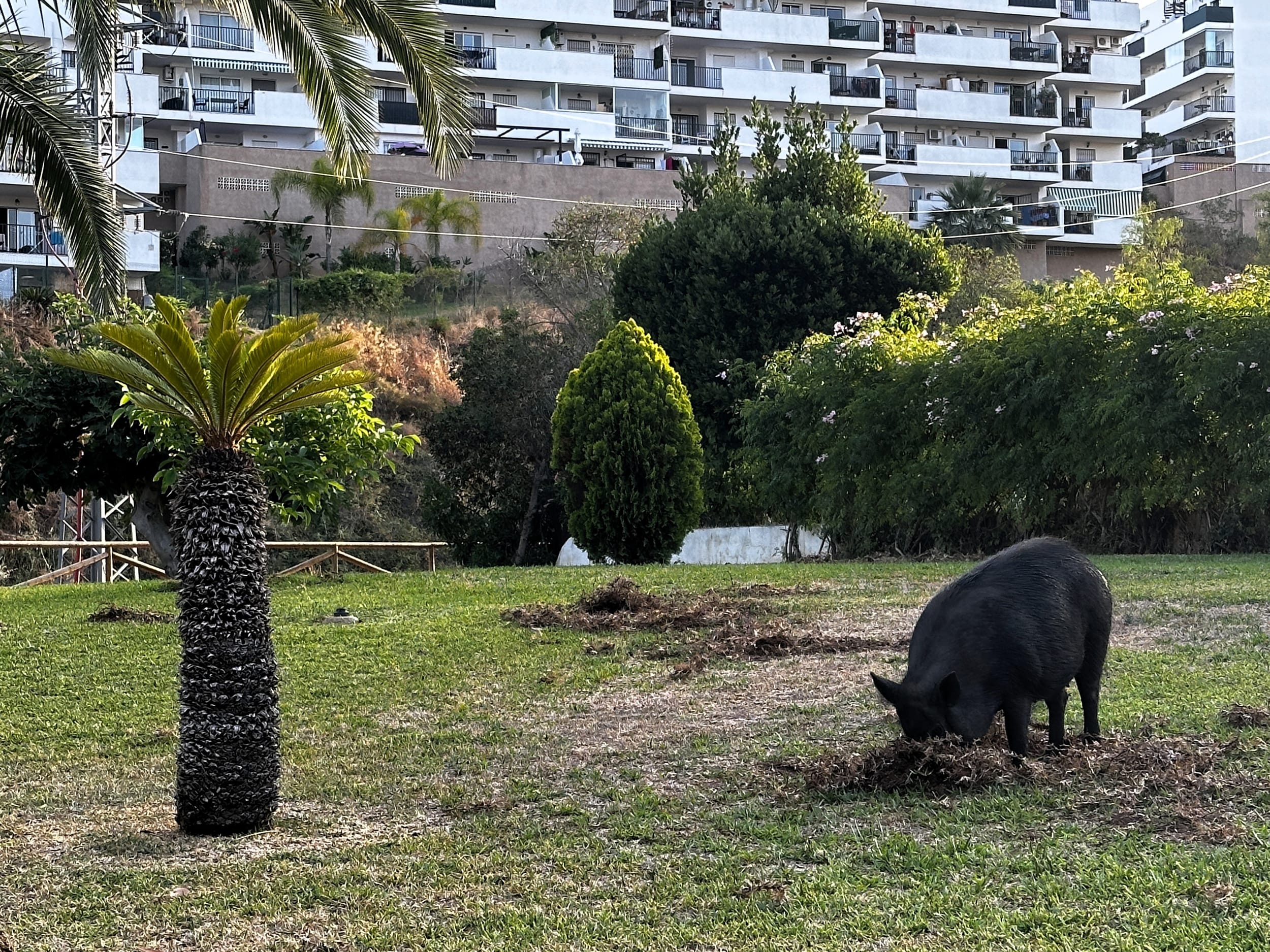 Warum urbane Bogenjagd auf wildlebende Schweine und wie funktioniert das?