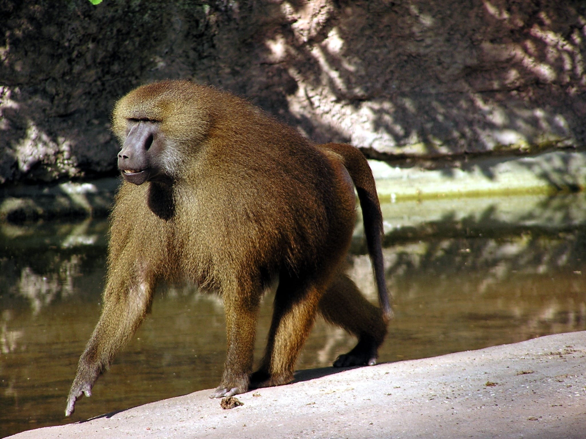 Überpopulation töten und Tiere retten - passt das zusammen?